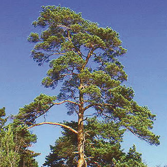 Scots Pine