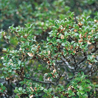 Whortle-leaved Willow